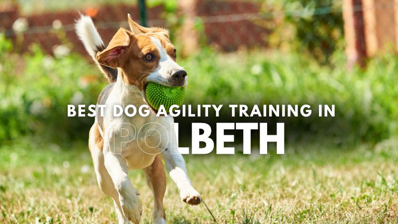 Best Dog Agility Training in Polbeth