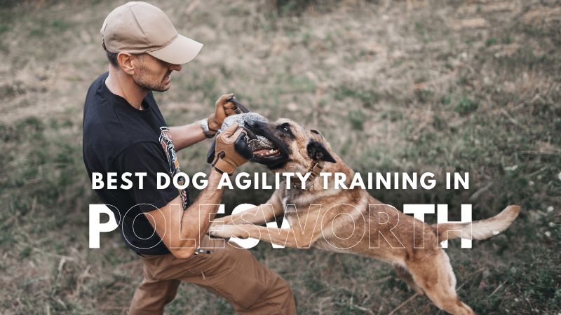 Best Dog Agility Training in Polesworth