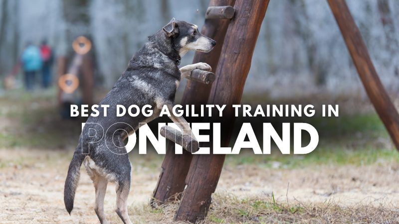 Best Dog Agility Training in Ponteland