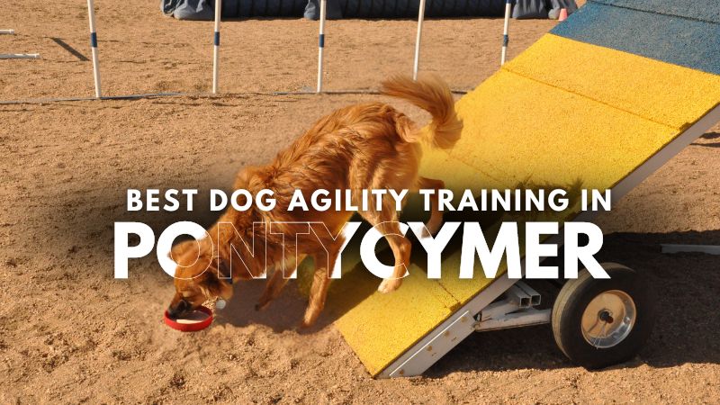 Best Dog Agility Training in Pontycymer