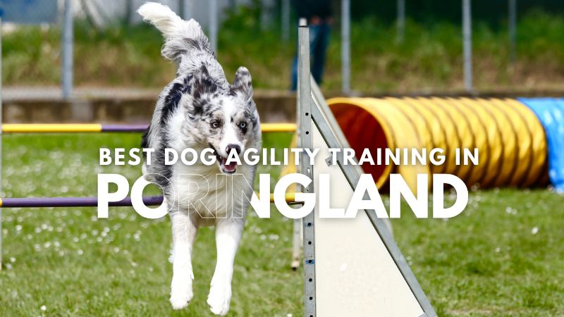 Best Dog Agility Training in Poringland