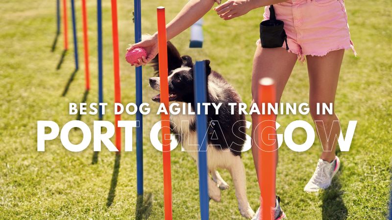 Best Dog Agility Training in Port Glasgow