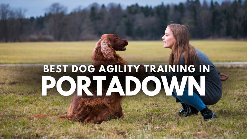 Best Dog Agility Training in Portadown