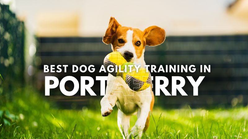 Best Dog Agility Training in Portaferry