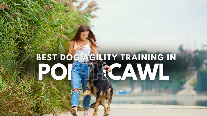 Best Dog Agility Training in Porthcawl