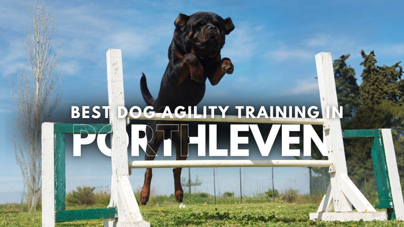 Best Dog Agility Training in Porthleven