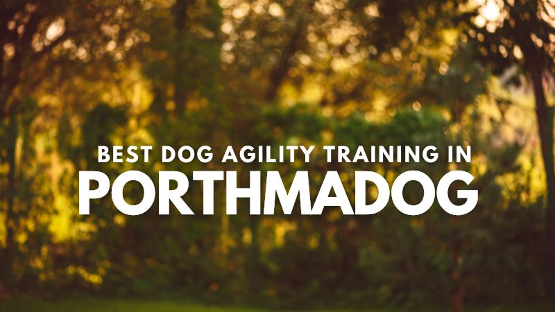 Best Dog Agility Training in Porthmadog