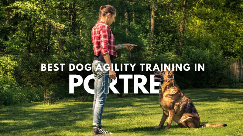 Best Dog Agility Training in Portree