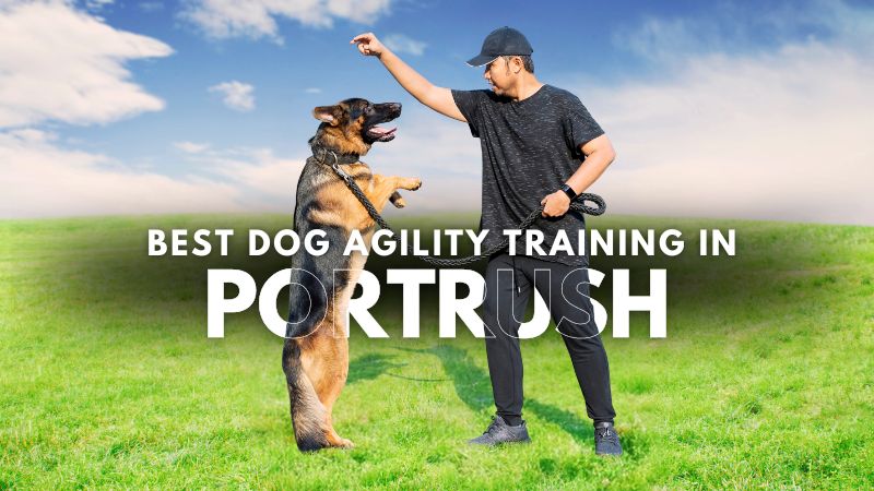 Best Dog Agility Training in Portrush