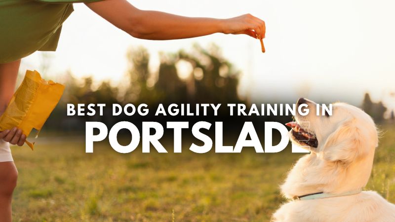 Best Dog Agility Training in Portslade