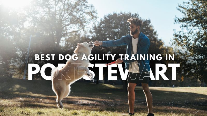 Best Dog Agility Training in Portstewart