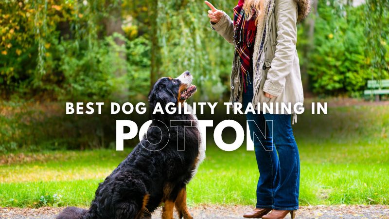 Best Dog Agility Training in Potton