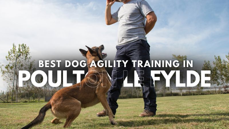 Best Dog Agility Training in Poulton Le Fylde