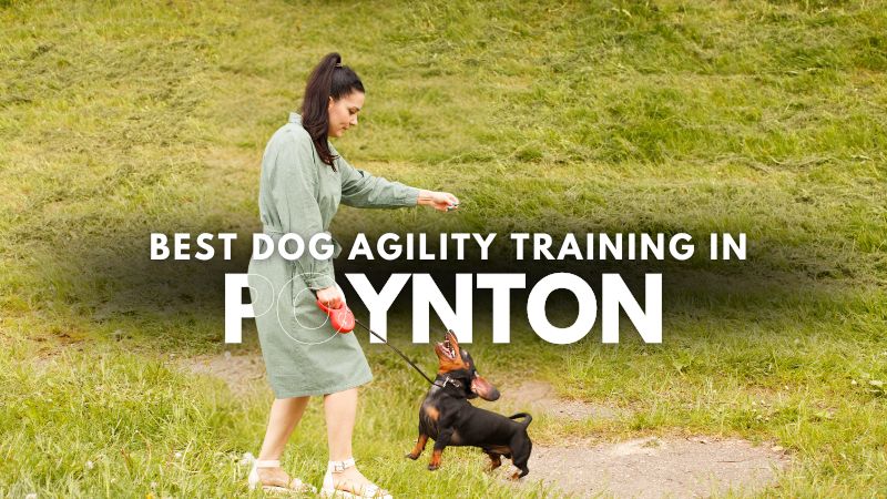 Best Dog Agility Training in Poynton