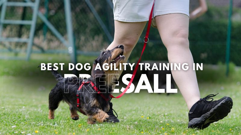 Best Dog Agility Training in Preesall