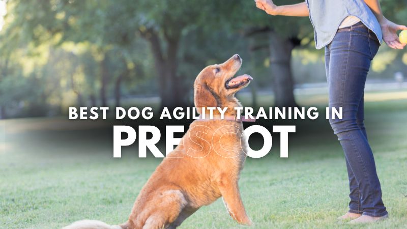Best Dog Agility Training in Prescot