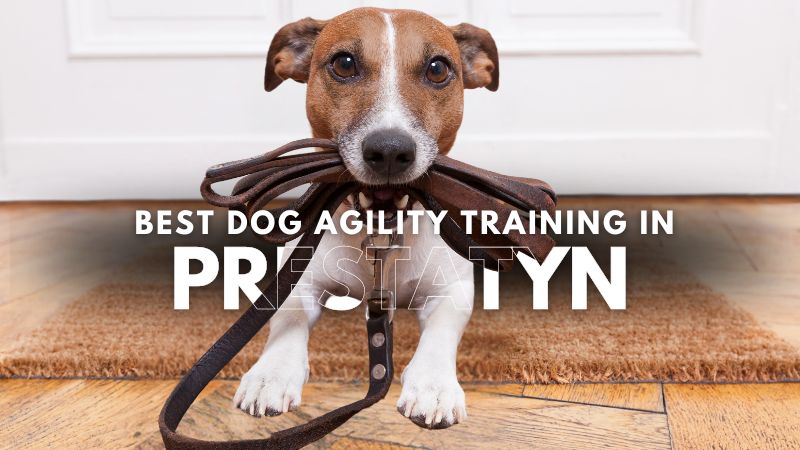 Best Dog Agility Training in Prestatyn