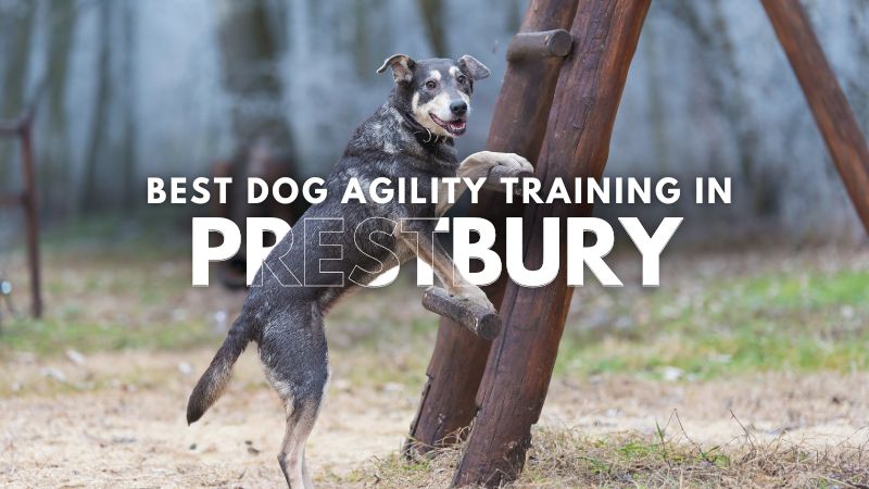 Best Dog Agility Training in Prestbury