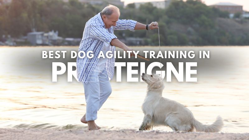 Best Dog Agility Training in Presteigne