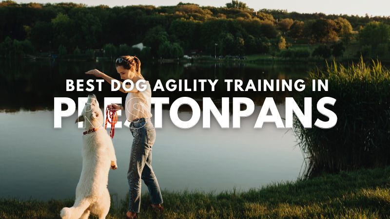 Best Dog Agility Training in Prestonpans