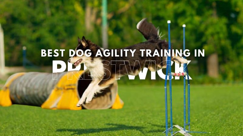 Best Dog Agility Training in Prestwick