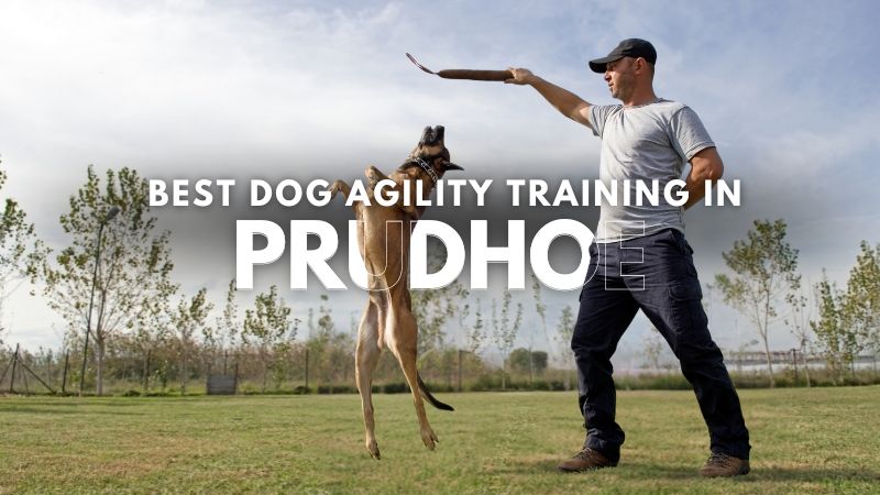 Best Dog Agility Training in Prudhoe