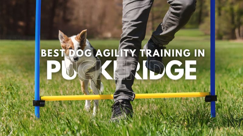 Best Dog Agility Training in Puckeridge