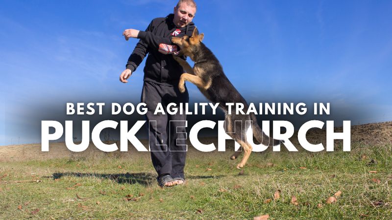 Best Dog Agility Training in Pucklechurch