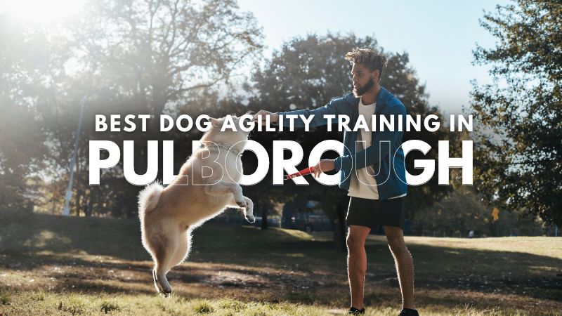 Best Dog Agility Training in Pulborough