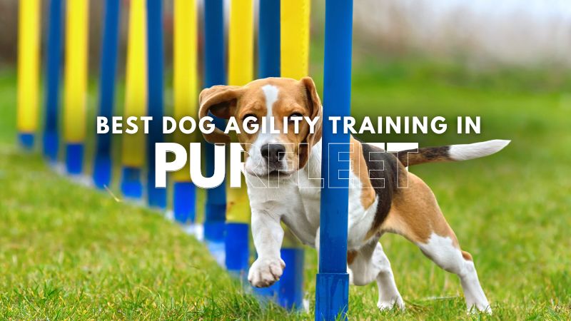 Best Dog Agility Training in Purfleet