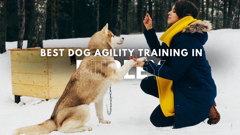 Best Dog Agility Training in Purley