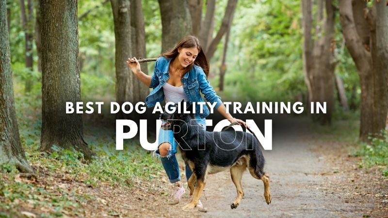 Best Dog Agility Training in Purton