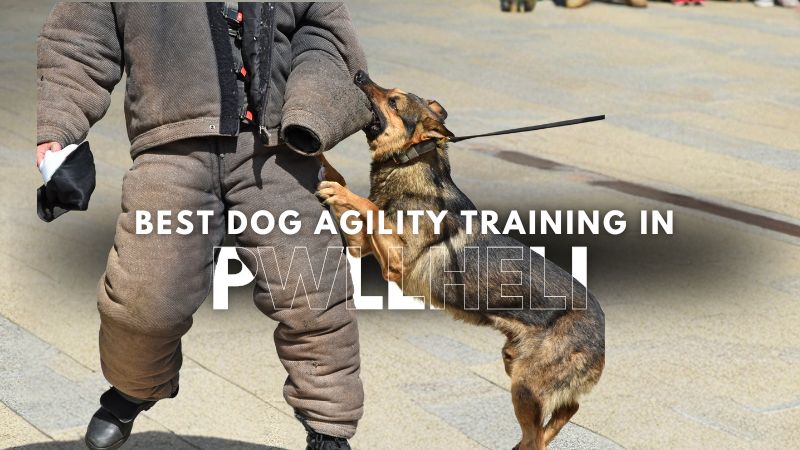 Best Dog Agility Training in Pwllheli