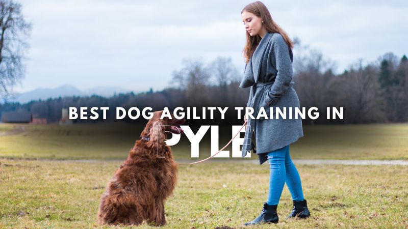 Best Dog Agility Training in Pyle