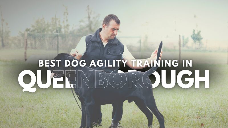 Best Dog Agility Training in Queenborough