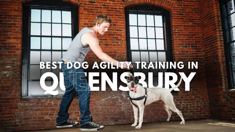 Best Dog Agility Training in Queensbury