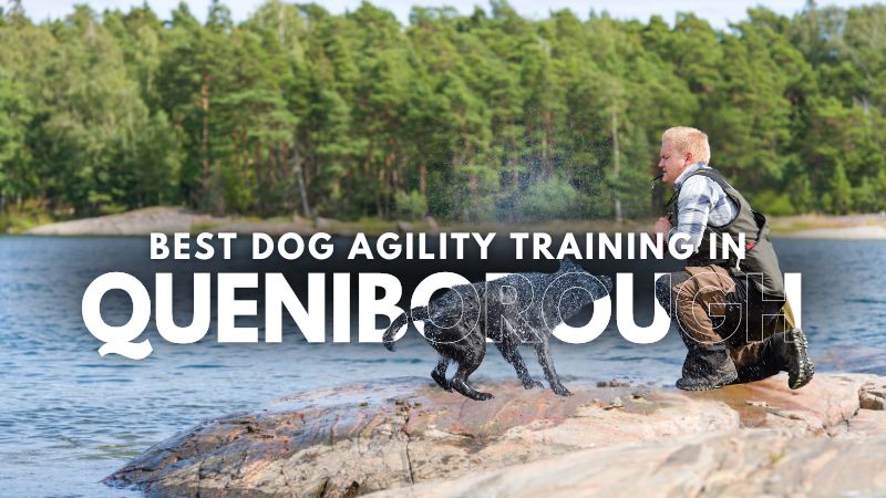 Best Dog Agility Training in Queniborough