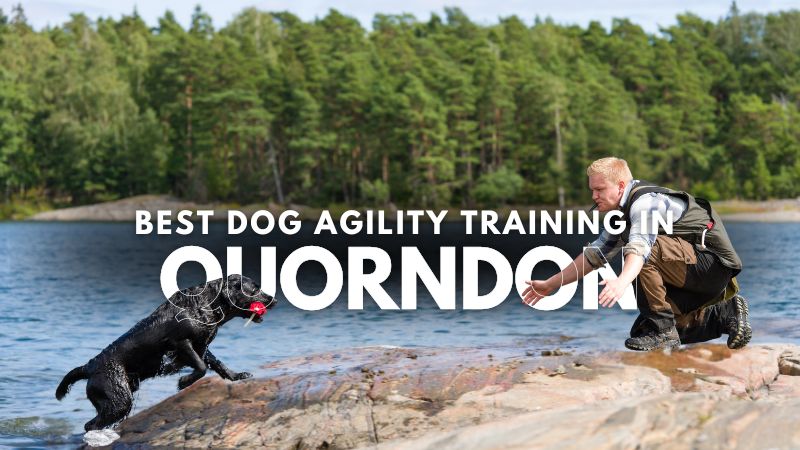 Best Dog Agility Training in Quorndon