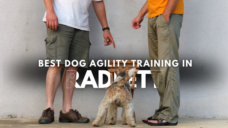 Best Dog Agility Training in Radlett