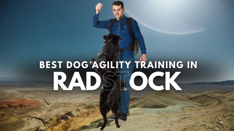 Best Dog Agility Training in Radstock