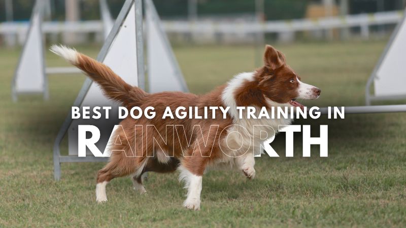 Best Dog Agility Training in Rainworth