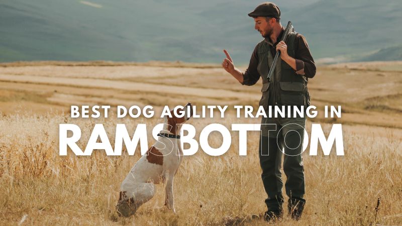 Best Dog Agility Training in Ramsbottom