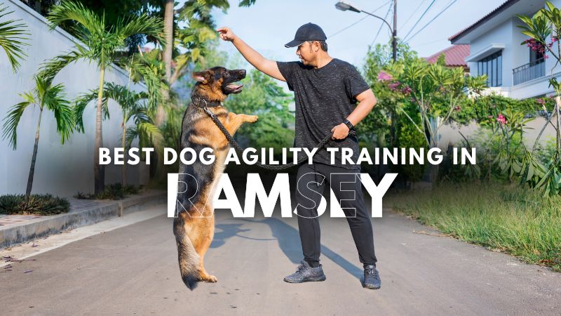 Best Dog Agility Training in Ramsey