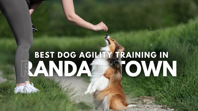 Best Dog Agility Training in Randalstown