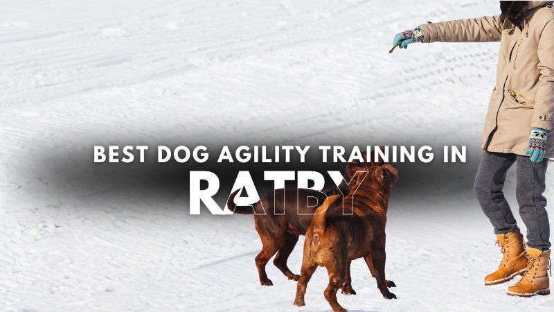 Best Dog Agility Training in Ratby