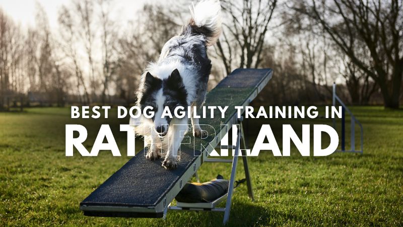 Best Dog Agility Training in Rathfriland