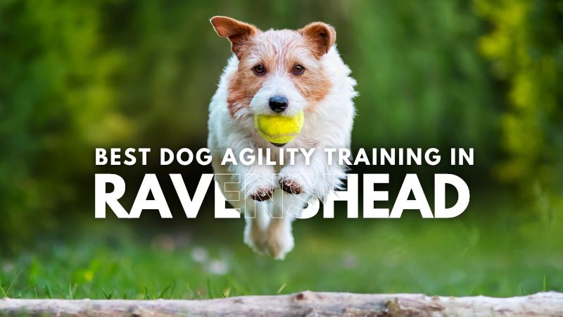 Best Dog Agility Training in Ravenshead