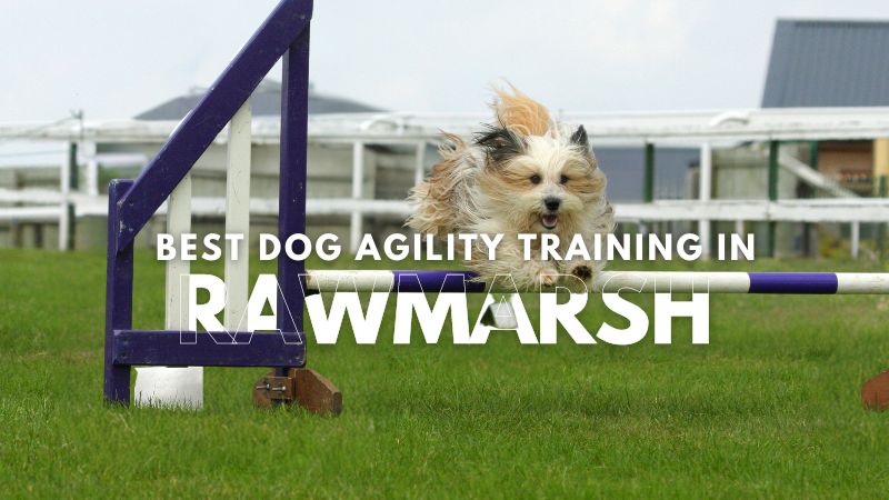 Best Dog Agility Training in Rawmarsh