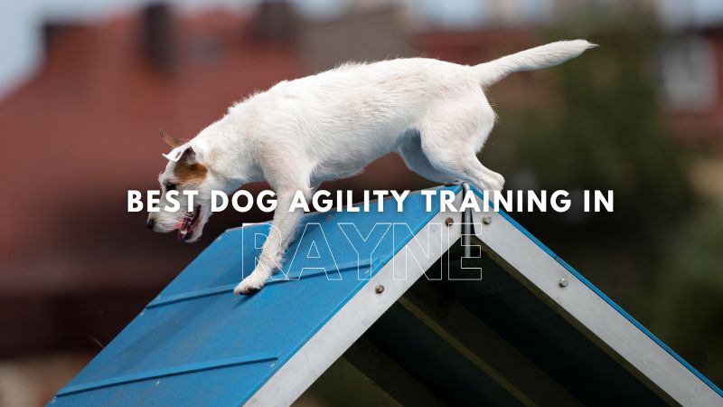 Best Dog Agility Training in Rayne