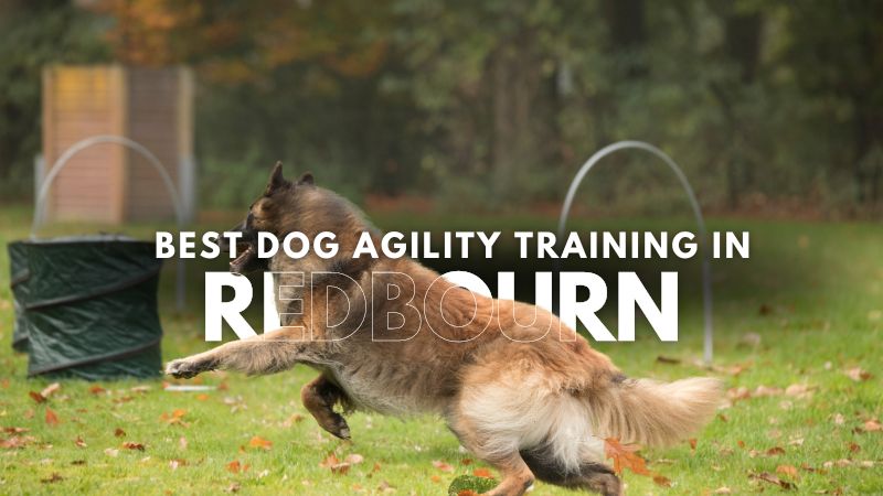 Best Dog Agility Training in Redbourn